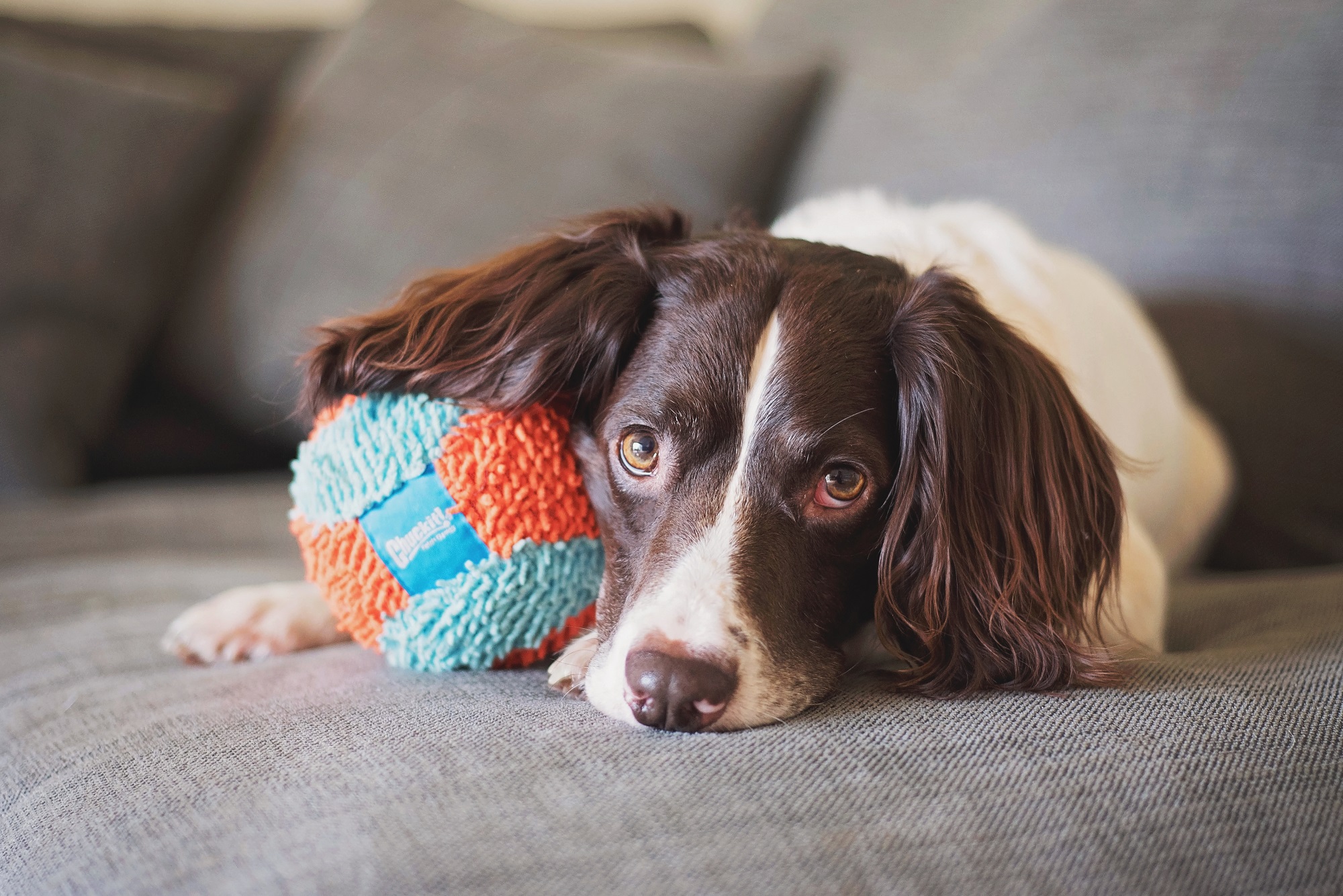 Chuckit Indooor Ball
